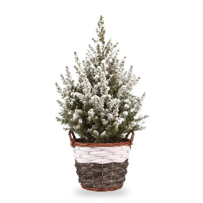 Beschneite Zuckerhutfichte Ø 17 cm im Korb, 1 Pflanze