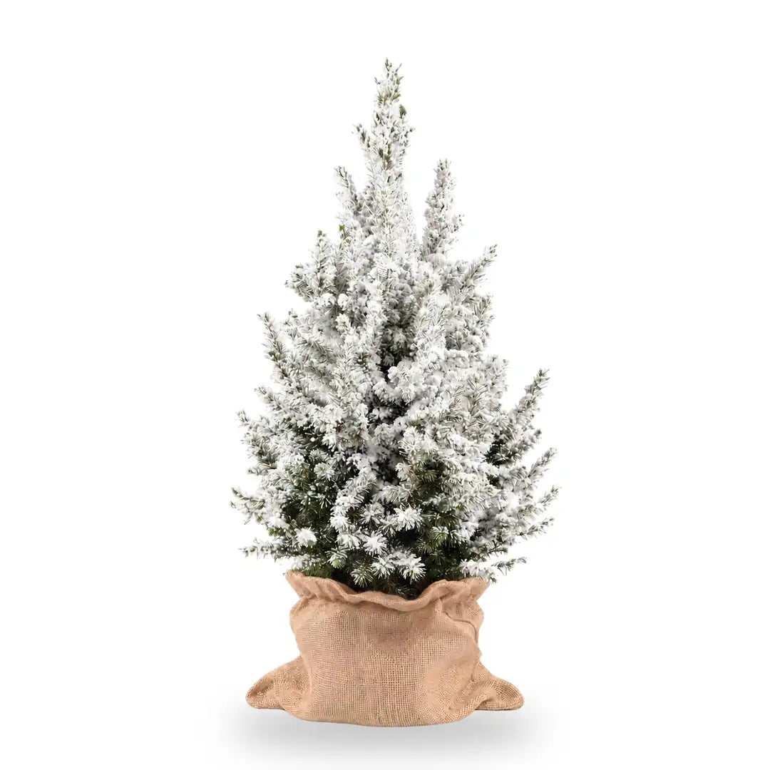Beschneite Zuckerhutfichte Ø 19 cm im Jutesack, 1 Pflanze