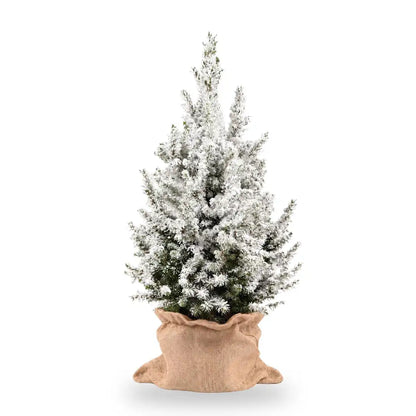 Beschneite Zuckerhutfichte Ø 19 cm im Jutesack, 1 Pflanze