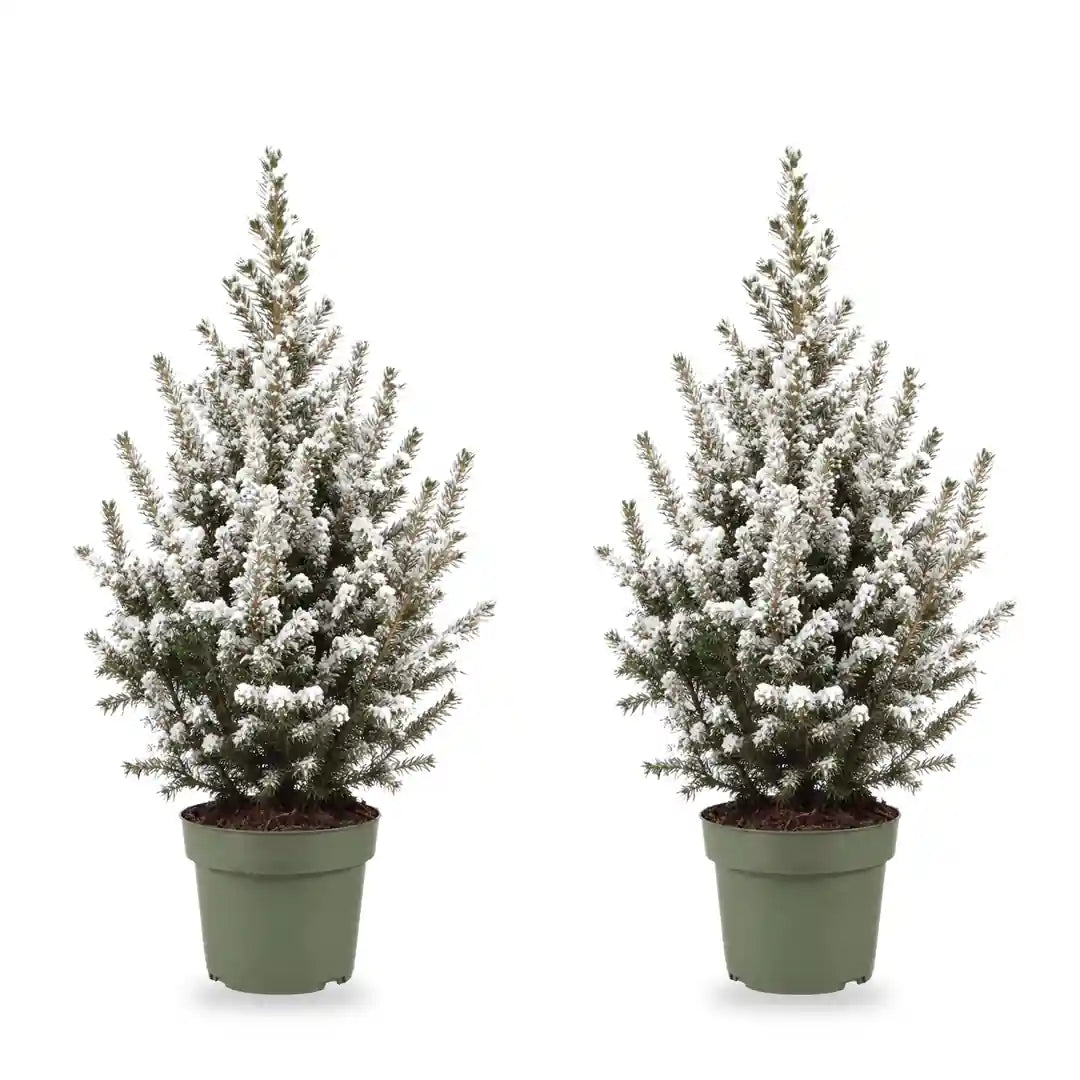 Beschneite Zuckerhutfichte Ø 17 cm ohne Übertopf, 2 Pflanzen