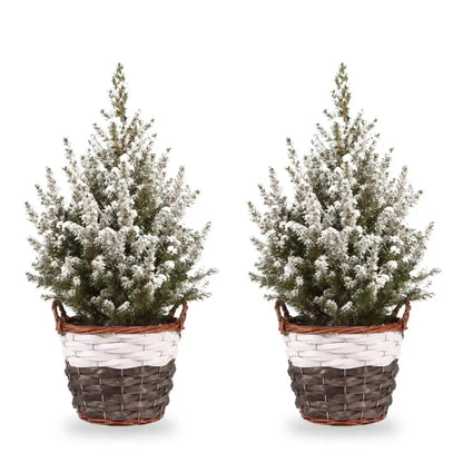 Beschneite Zuckerhutfichte Ø 17 cm im Korb, 2 Pflanzen