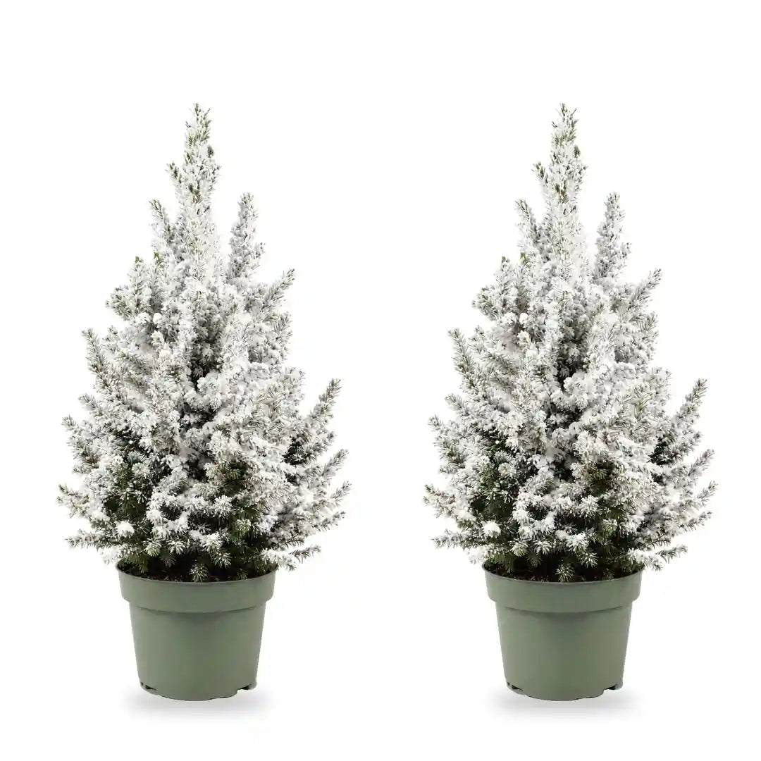 Beschneite Zuckerhutfichte Ø 19 cm ohne Übertopf, 2 Pflanzen