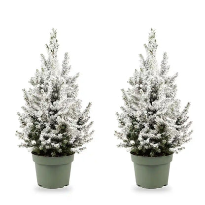 Beschneite Zuckerhutfichte Ø 19 cm ohne Übertopf, 2 Pflanzen