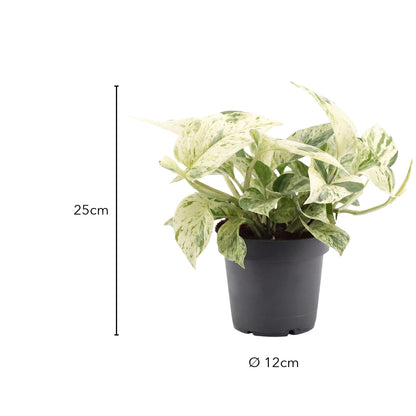 Größe Efeutute Snow Leopard: 25 cm, Topf Ø 12 cm