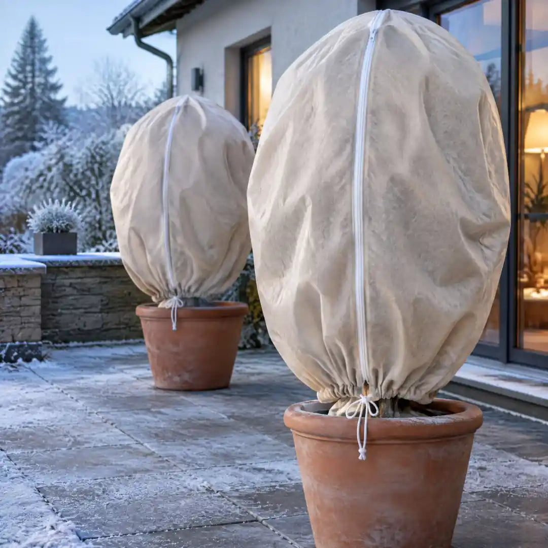 Zwei Olivenbäume mit Vlieshauben auf einer frostigen Terrasse