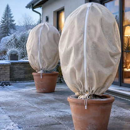 Zwei Olivenbäume mit Vlieshauben auf einer frostigen Terrasse