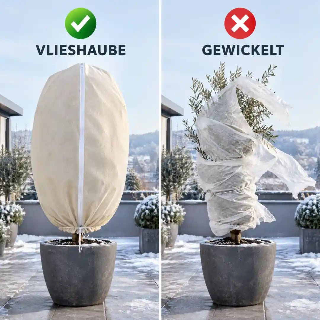 Vergleich Vlieshaube mit lose gewickelter Abdeckung am Olivenbaum