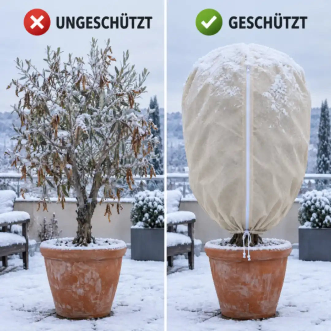 Olivenbaum im Schnee ungeschützt und geschützt mit Vlieshaube