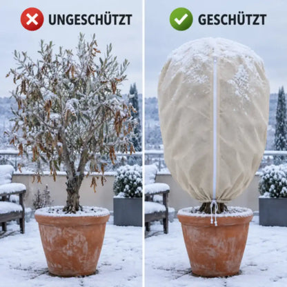 Olivenbaum im Schnee ungeschützt und geschützt mit Vlieshaube