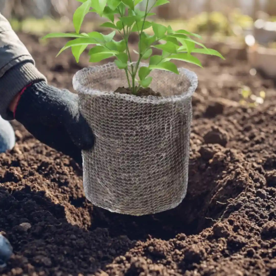 Netztasche mit Wurzelballen wird beim Pflanzen ins Pflanzloch gesetzt