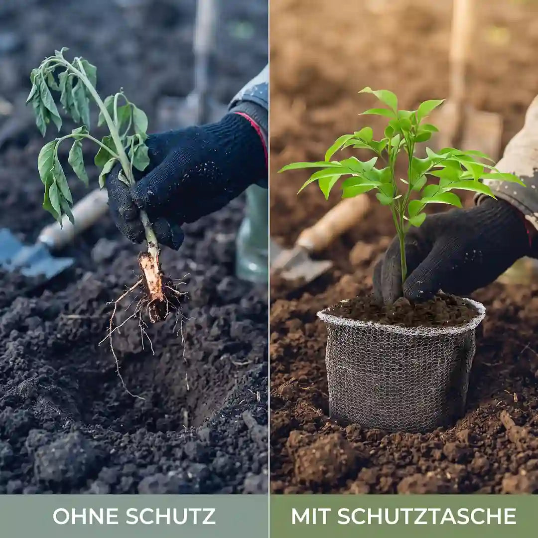 Vergleich: Pflanze ohne Wurzelschutz gegenüber Pflanze mit Netztasche