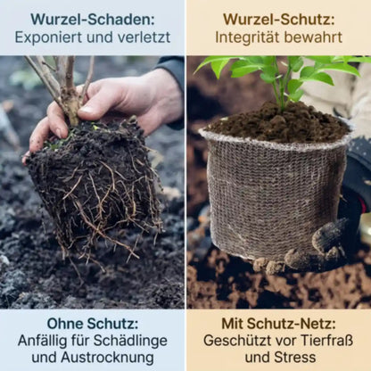Vergleich: abgefressener Wurzelballen gegenüber geschütztem Ballen in der Netztasche