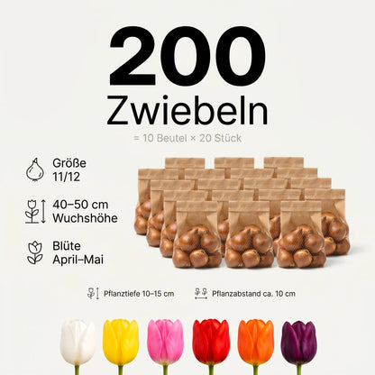 Infografik: 200 Tulpenzwiebeln (10 Beutel à 20 Stück), Größe 11/12, 40–50 cm hoch, Blüte April bis Mai