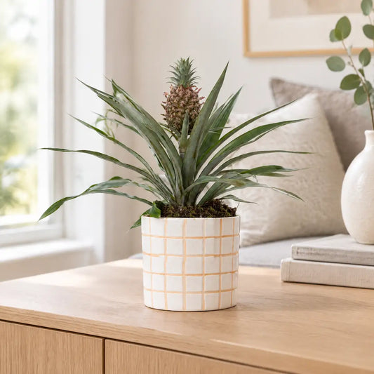 Ananaspflanze Zierananas Rosita im Keramik-Übertopf auf einem Sideboard im hellen Wohnzimmer