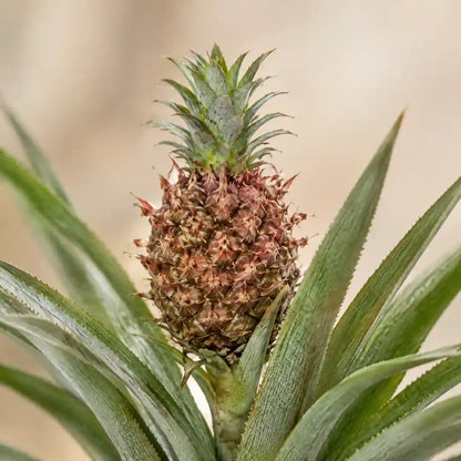 Nahaufnahme der kleinen rosa-braunen Frucht der Zierananas mit grünem Schopf