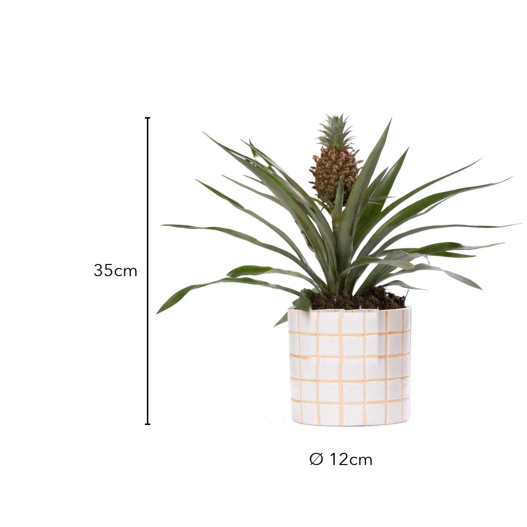 Größe Ananaspflanze: 35 cm, Topf Ø 12 cm