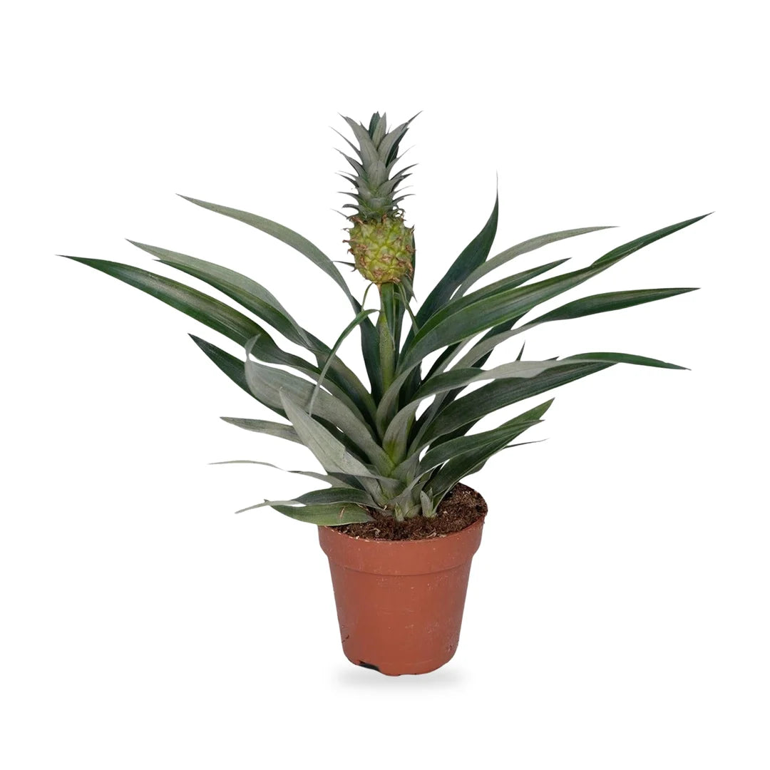 Zierananas mit grüner Frucht im Terrakotta-Kulturtopf Ø 12 cm, freigestellt