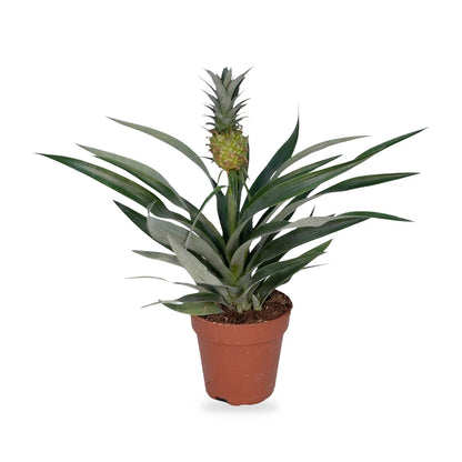 Zierananas mit grüner Frucht im Terrakotta-Kulturtopf Ø 12 cm, freigestellt
