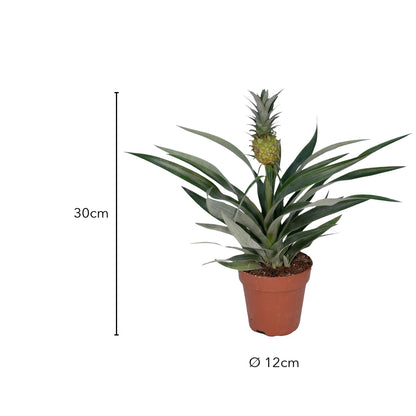 Größe Ananaspflanze mit grüner Frucht: 30 cm, Topf Ø 12 cm
