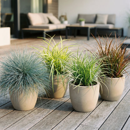Ziergräser-Set XL mit vier Gräsern in Blau, Gold, Grün-Weiß und Rot im Gartenbeet