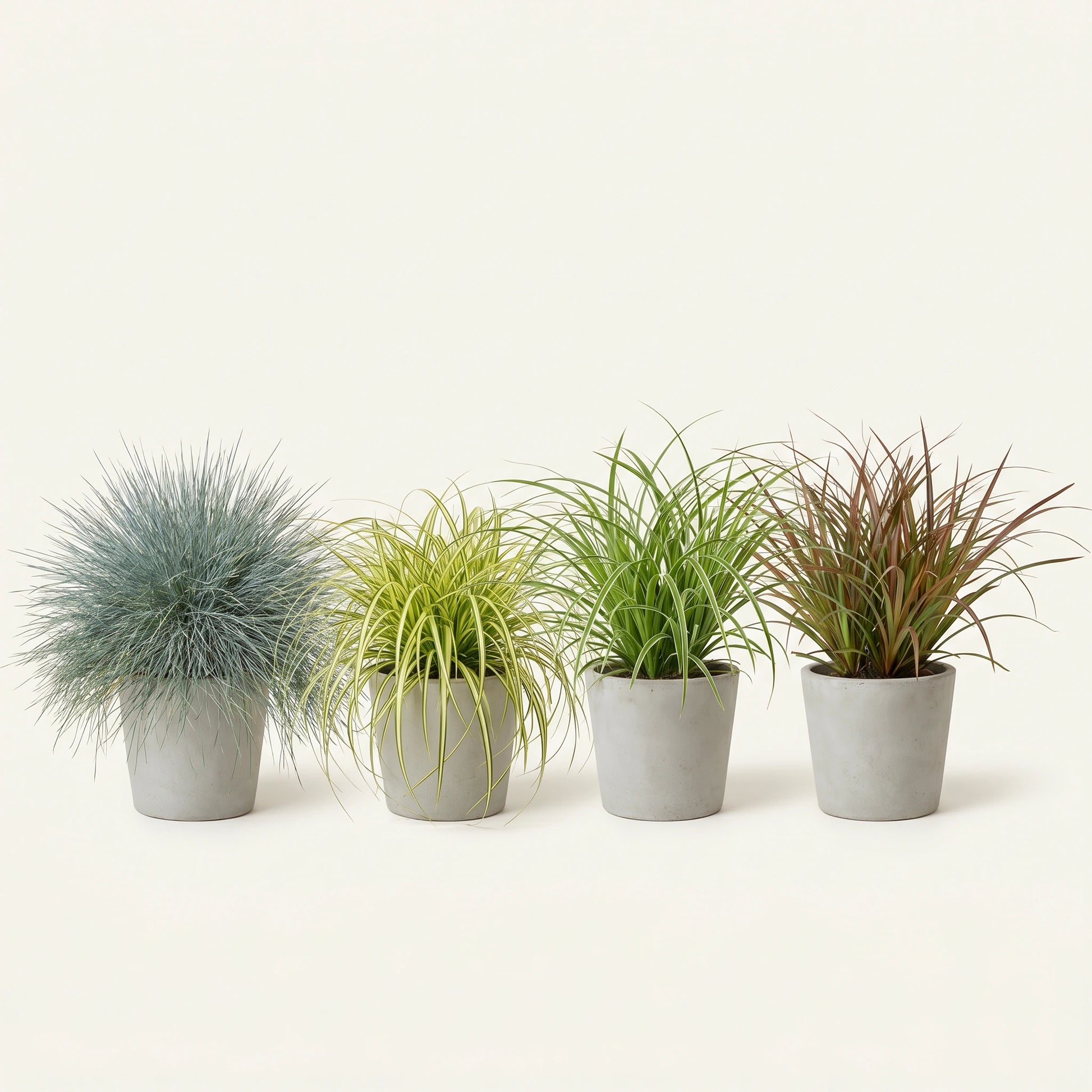 Ziergräser-Set XL: die vier Sorten Festuca, Carex Evergold, Carex Ice Dance und Uncinia rubra nebeneinander