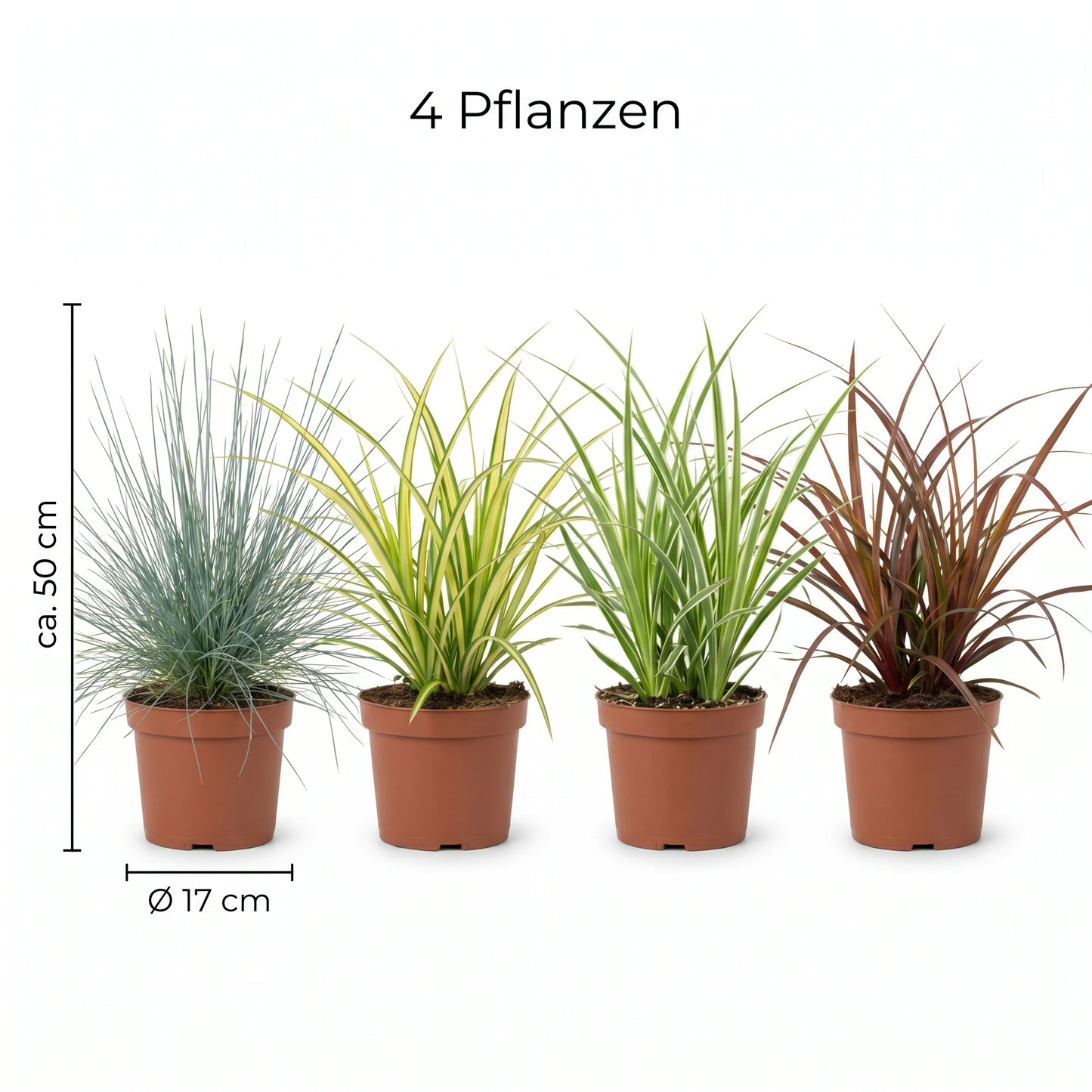 Ziergräser-Set XL: Maß-Infografik mit Topfgröße Ø 17 cm und Wuchshöhe ca. 50 cm