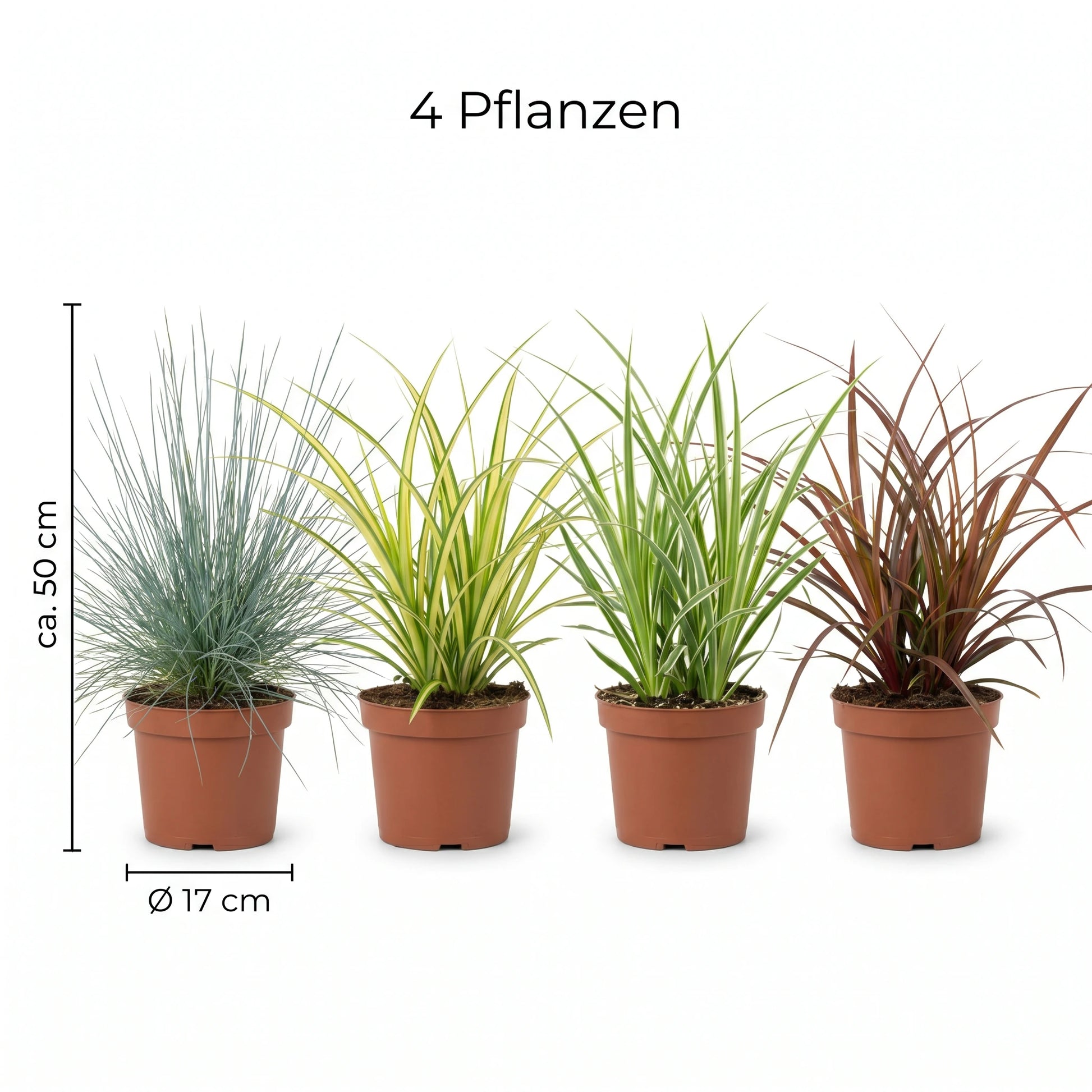 Ziergräser-Set XL: Maß-Infografik mit Topfgröße Ø 17 cm und Wuchshöhe ca. 50 cm