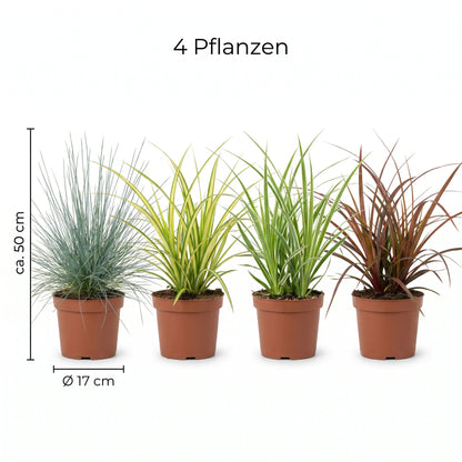 Ziergräser-Set XL: Maß-Infografik mit Topfgröße Ø 17 cm und Wuchshöhe ca. 50 cm