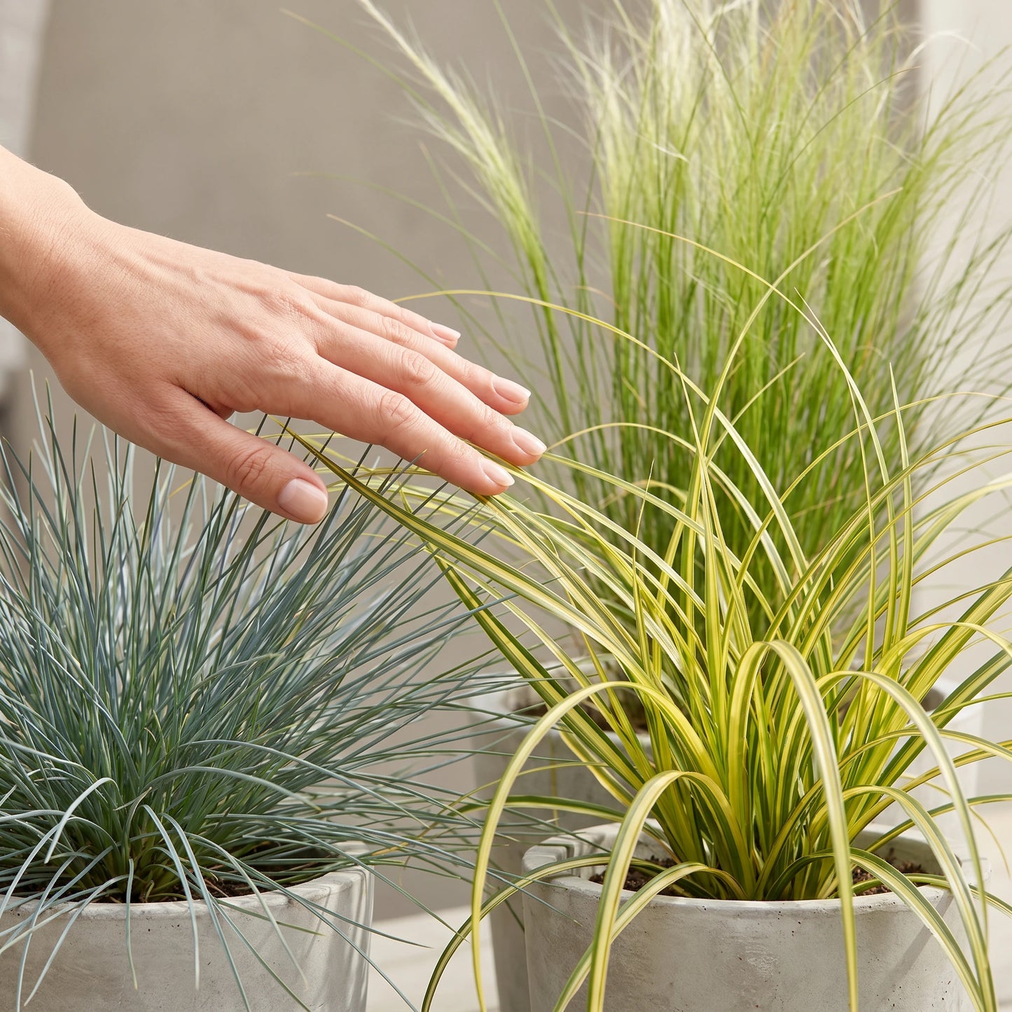 Ziergräser-Trio: Hand hält einen Topf mit Blauschwingel als Größenvergleich