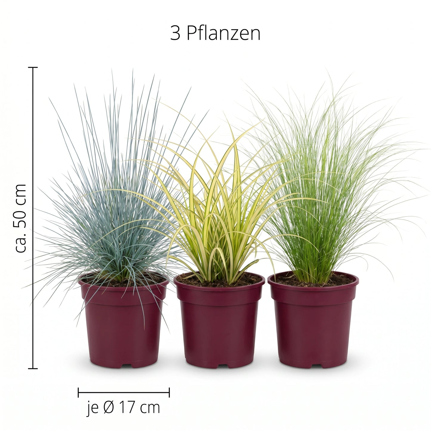 Ziergräser-Trio: Infografik mit Topfgröße Ø 17 cm und Höhe ca. 50 cm je Pflanze