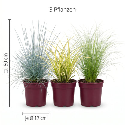 Ziergräser-Trio: Infografik mit Topfgröße Ø 17 cm und Höhe ca. 50 cm je Pflanze