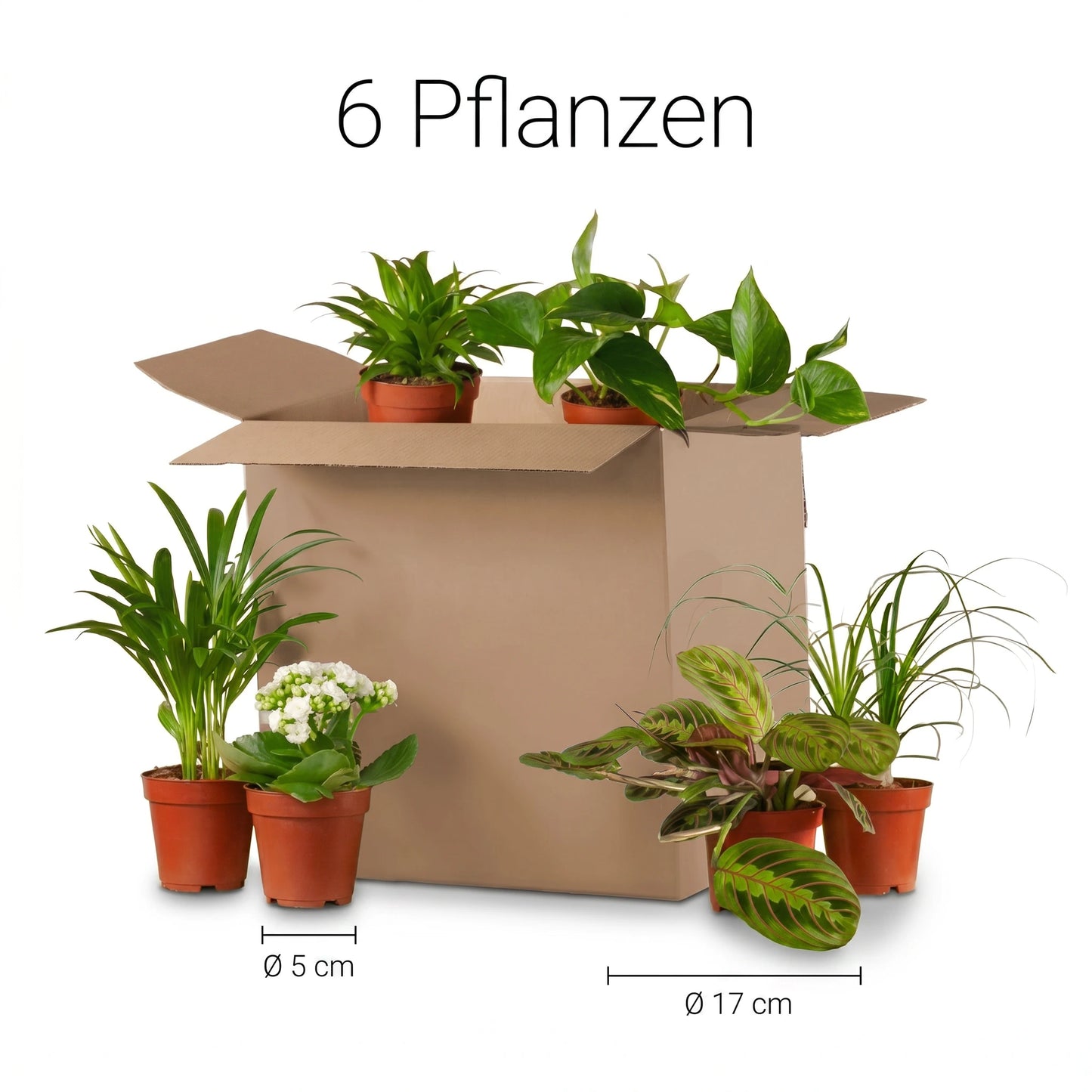 Größenübersicht Zimmerpflanzen 6er Set: Topfdurchmesser 5 bis 17 cm, 6 Pflanzen