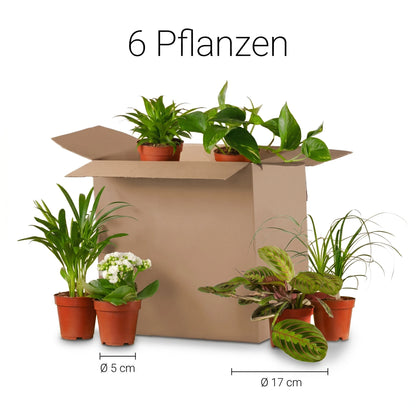 Größenübersicht Zimmerpflanzen 6er Set: Topfdurchmesser 5 bis 17 cm, 6 Pflanzen