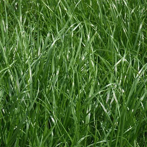 Gartenrasen Universalrasen-Saatgut - Rasensamen - Rasensaat - Rasen 2kg - Florade.de Rasen, Rasensaat, Rasensamen, Saatgut